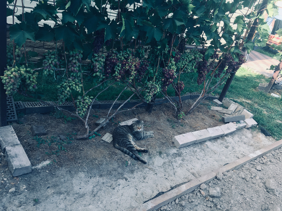 885153BF-F6F0-4E49-9131-141A50347361