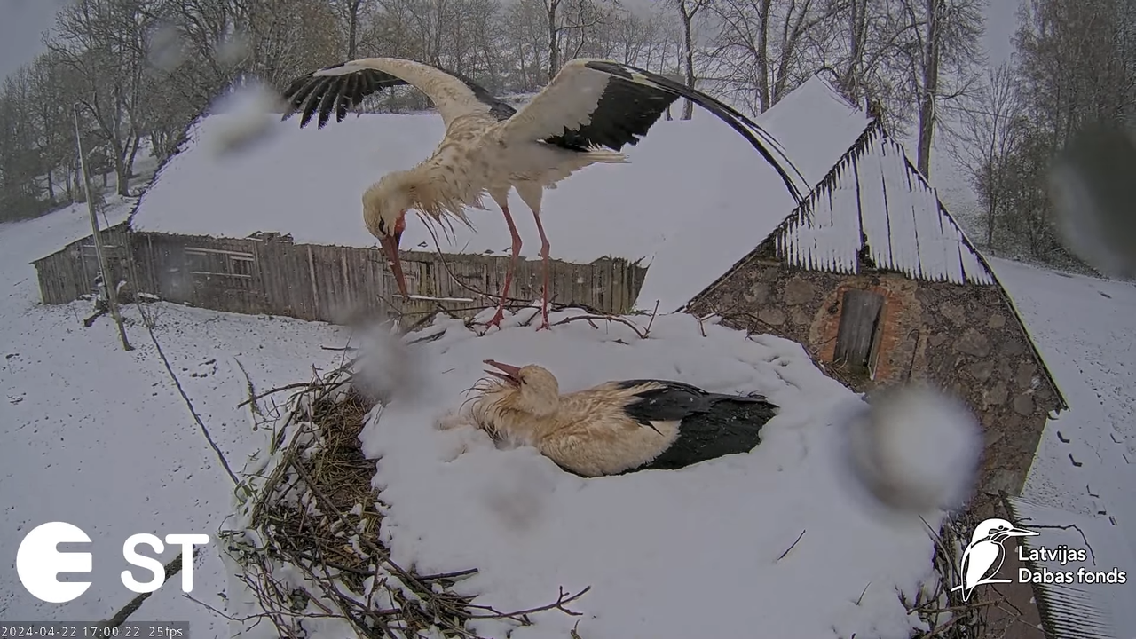 Baltie stārķi (Ciconia ciconia) Tukuma novadā - LDF tiešraide __ White storks in Tukums, Latvia 11-4