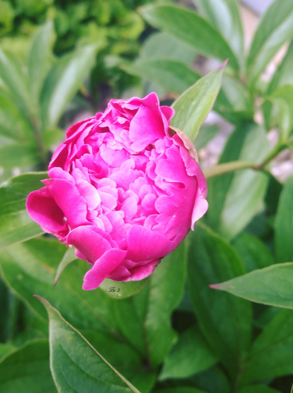 [Image: peony.jpg]