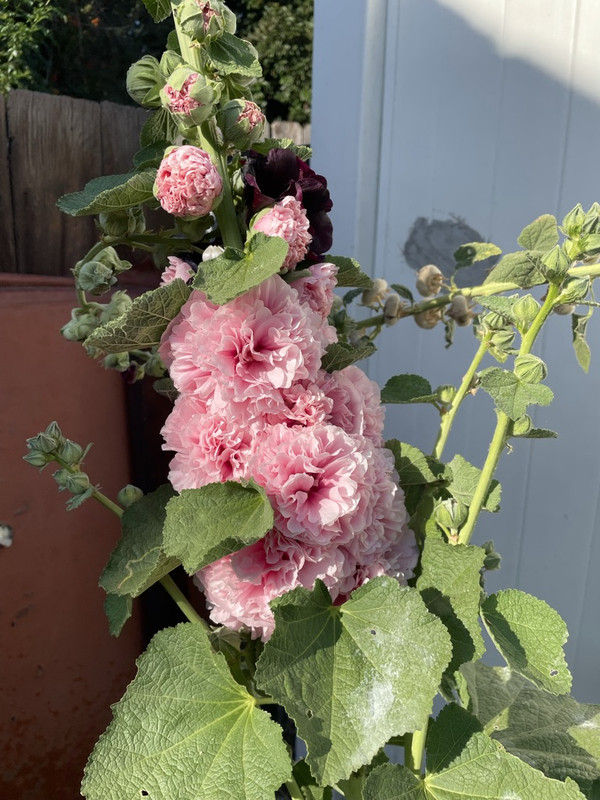 41-EE29-A5-6324-47-D1-B637-731-BF6-B0-F0-CE-1-105-c