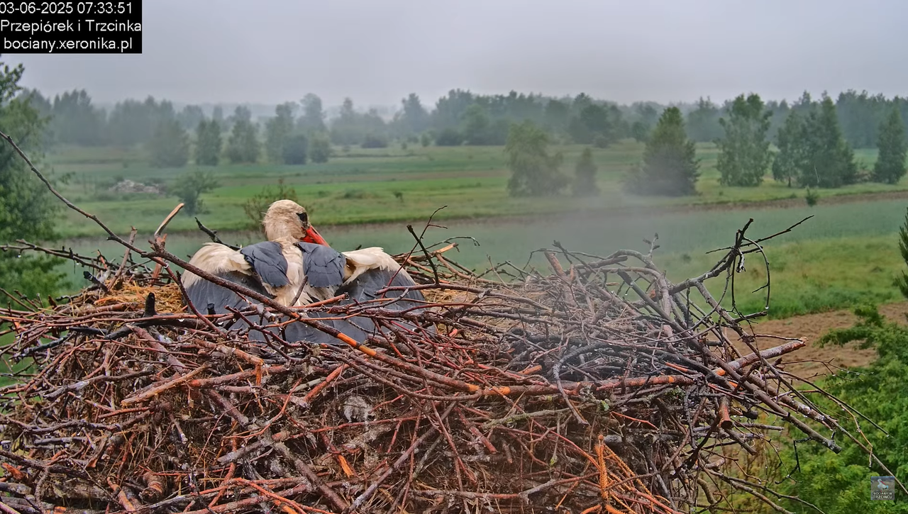 03062025bociany5