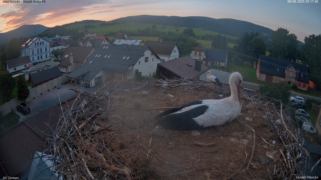 Živá kamera - Mladé Buky - čapí hnízdo 4K 1-6-55 screenshot