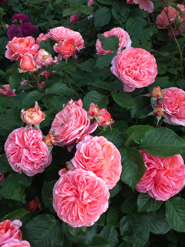 17461F90-ABDC-45D8-BE9D-68443AE3FEBD