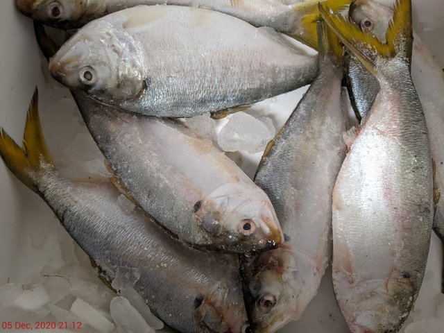 [Image: PXL-20201206-021216458.jpg]