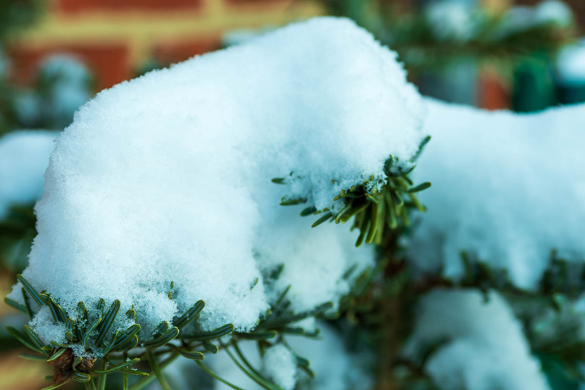 _DSC1533-dng_DxO_DeepPRIME