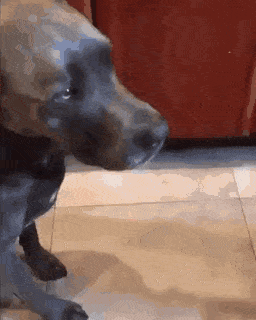 daily-gifdump-3406-28.gif