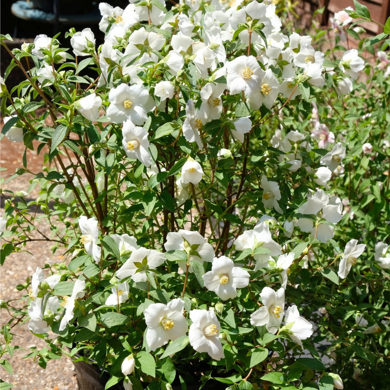 чубушник петит парф