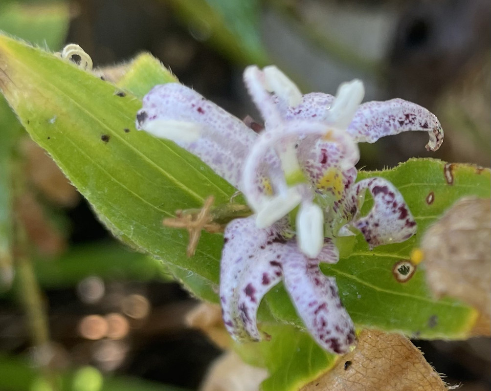 EB78D02E-3A75-4F39-9274-44762248E977_1_201_a