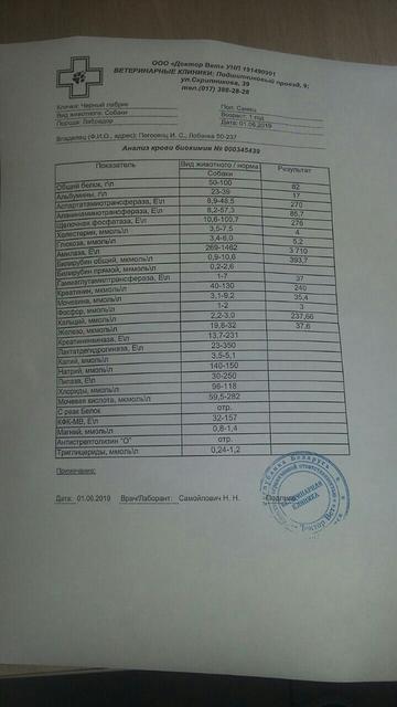apelsinlabr6