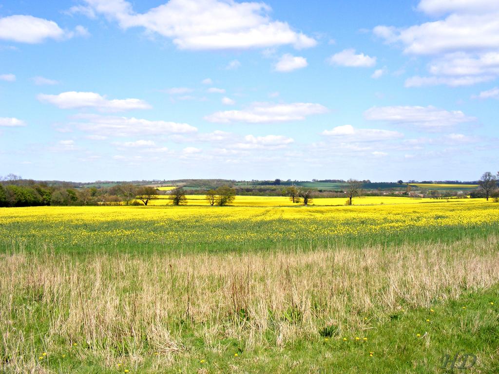 Field-Oil-mustard-rape-HD.jpg