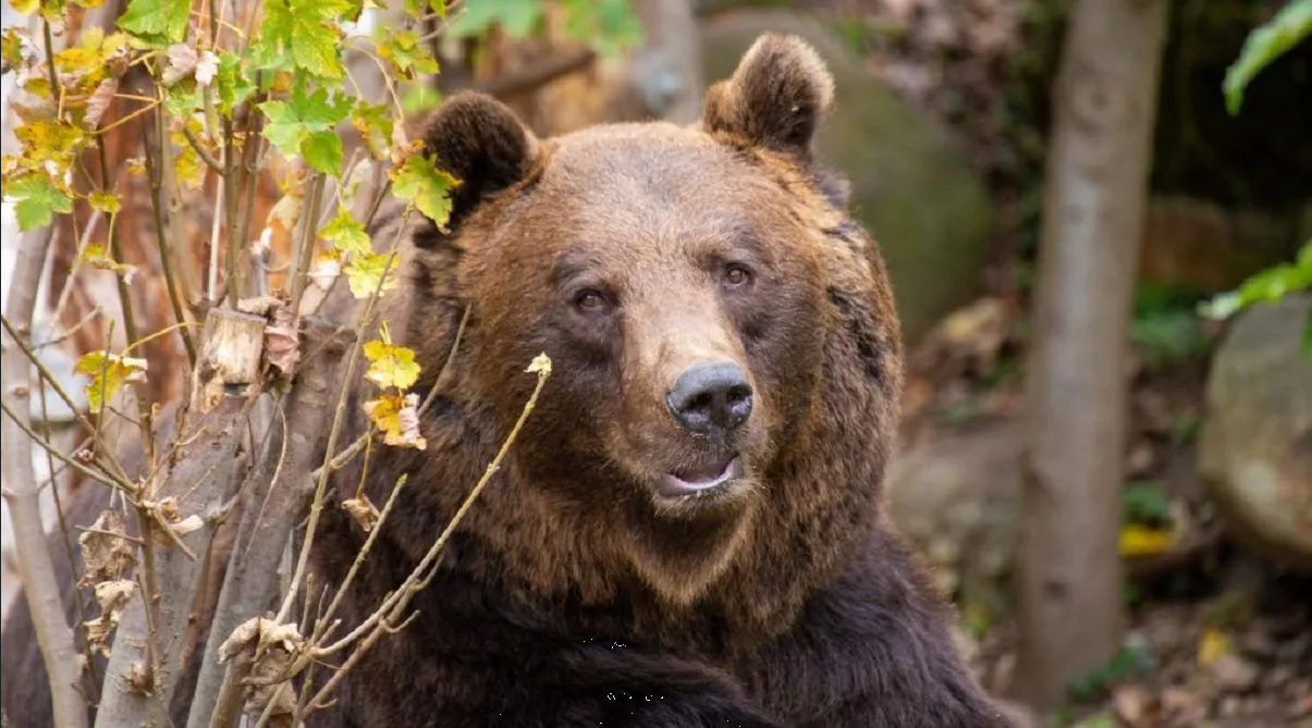 Italia: Oso asesino vuelve a ganar en medio de una prolongada lucha legal