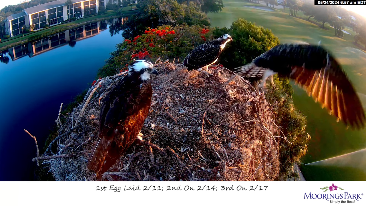 Moorings Park Osprey tiešraides straume Naples, FL tagad 4K kvalitātē 12-34-45 screenshot