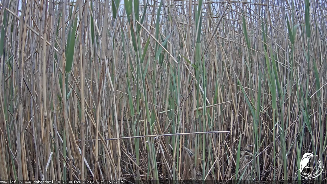 Lielais dumpis (Botaurus stellaris) Engurē - LDF tiešraide 10-18-34 screenshot