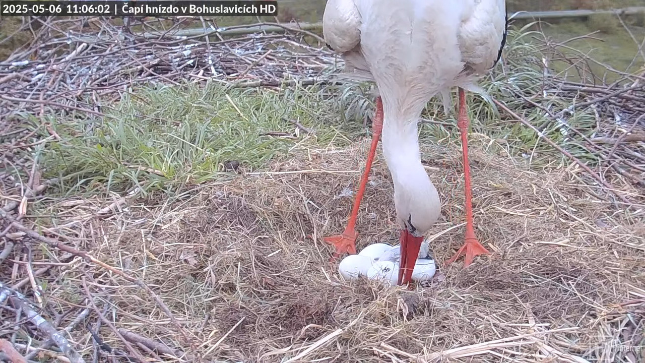 Tiešraide no stārķu skursteņa Bohuslavicē netālu no Trutnovas HD kvalitātē 15-36-40 screenshot (1)