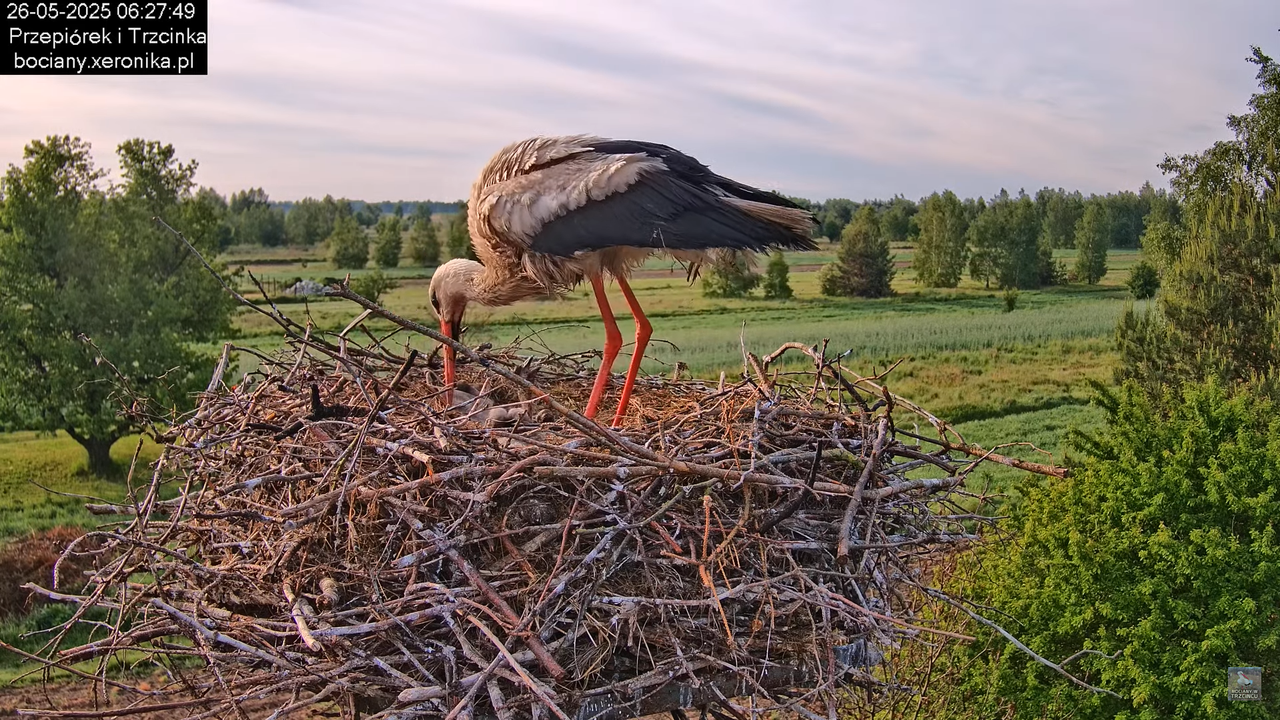 26052025bociany6