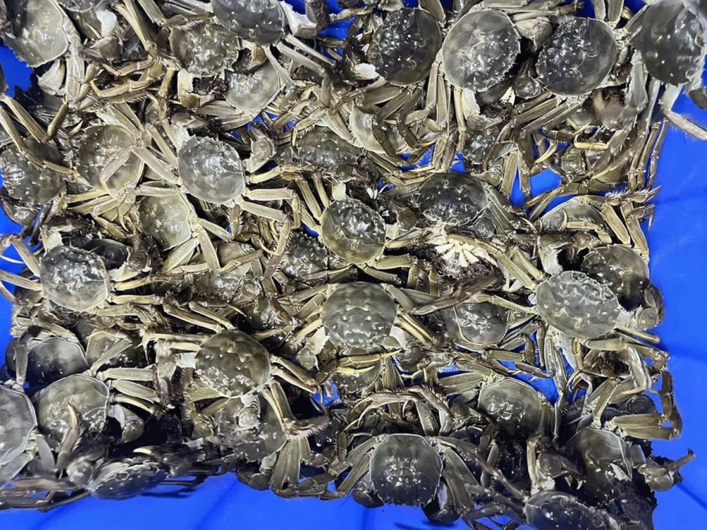Cua da Bắc Giang - Cua da số lượng lớn
