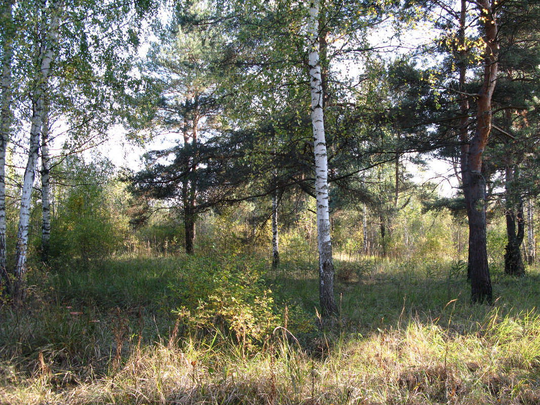 лес - сосны, березы