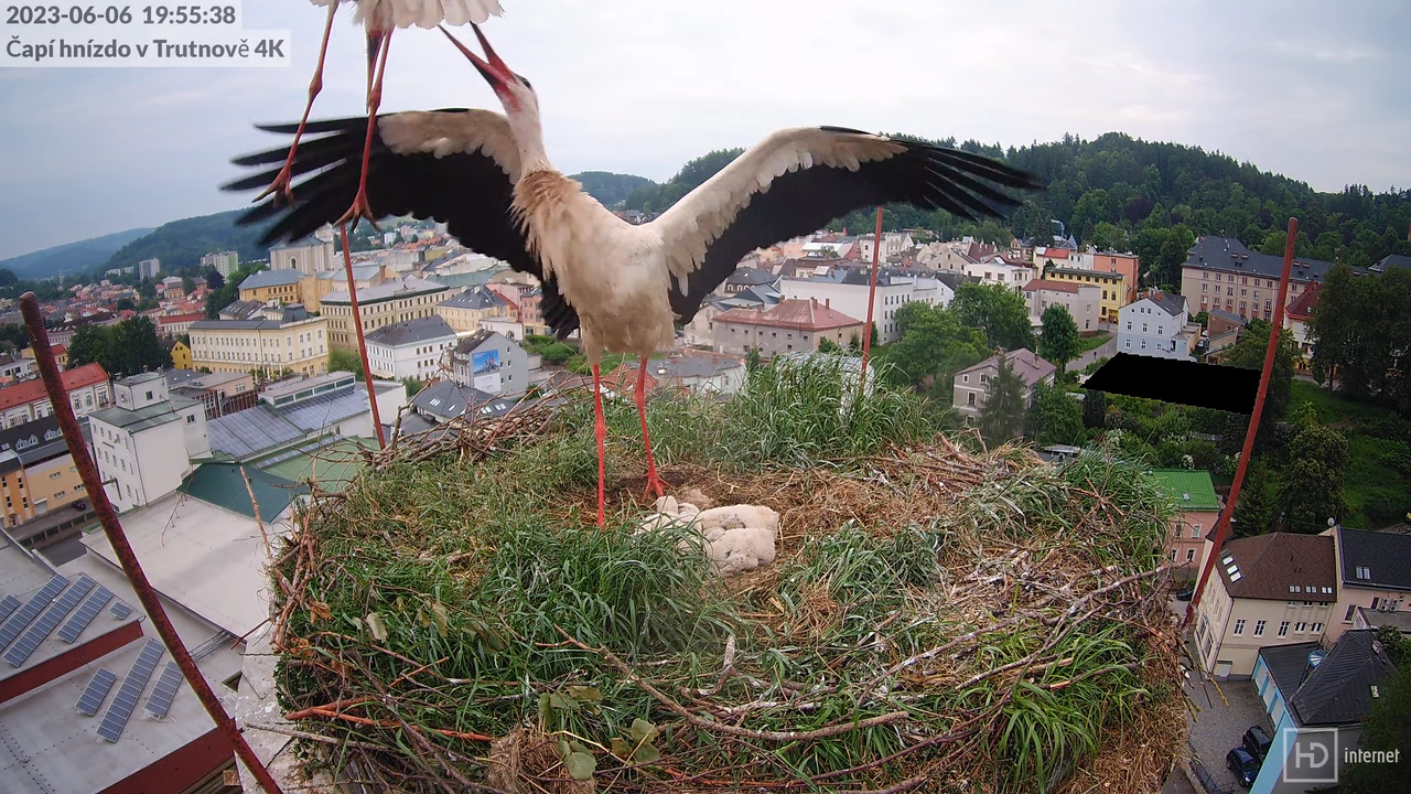 Živě z čapího hnízda na pivovarském komíně v Trutnově 11-2-53 screenshot (1)
