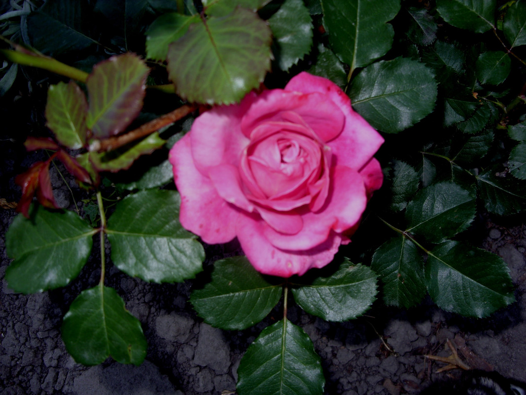SDC10428