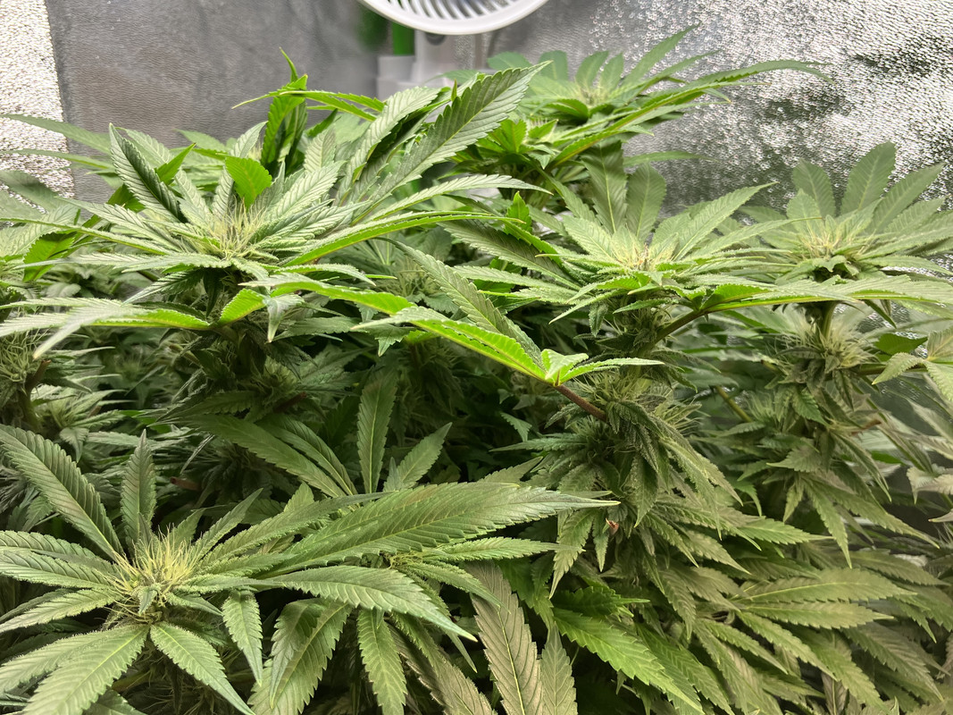 dIMG_1668 (Junio 4  2023)