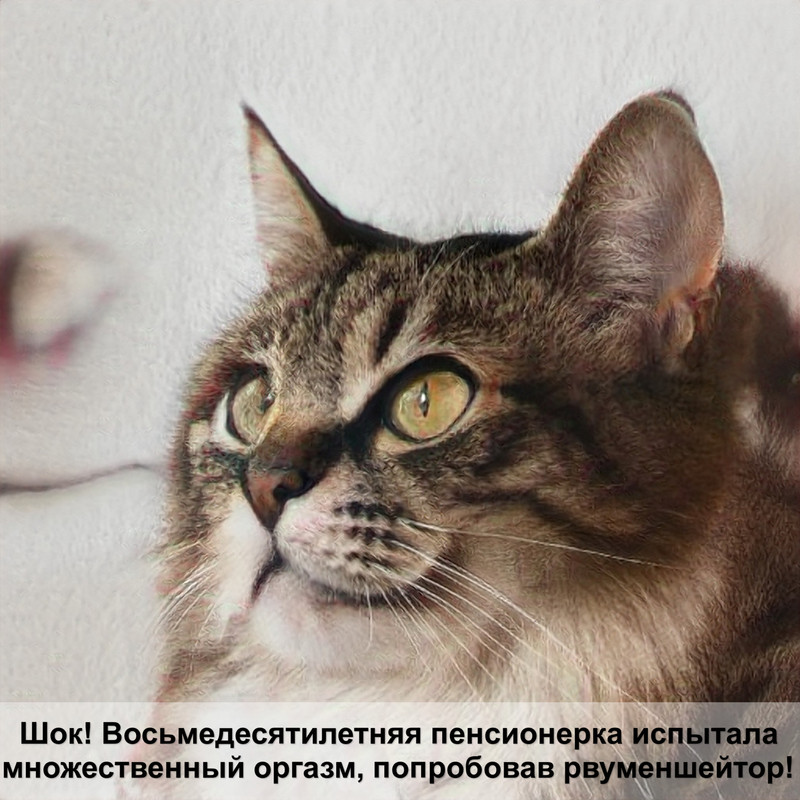 шотландская кошка окрас поинт — Postimages