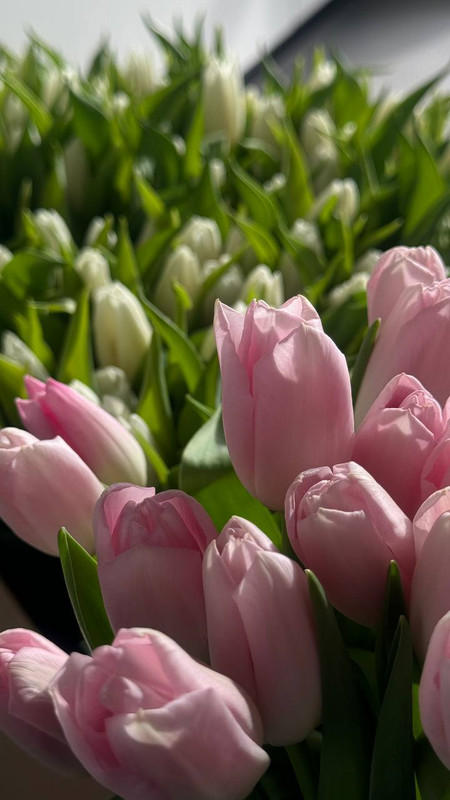 Розовый рассвет