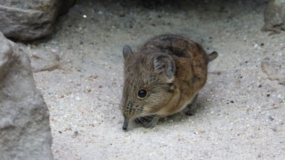 Esto se sabe de la propagación del virus Langya en China; destacan a este animal como el responsable