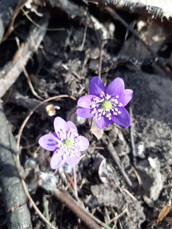 IMG-20190302-WA0049