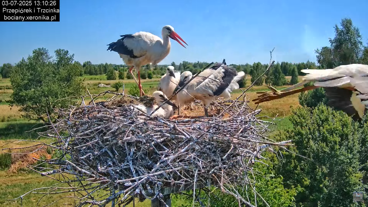 03072025bociany33