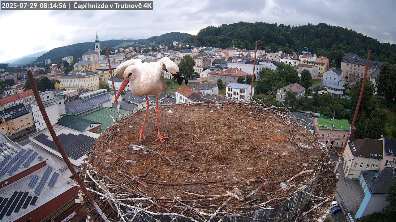 Tiešraide no stārķa ligzdas uz alus darītavas skursteņa Trutnovā 11-14-41 screenshot (1)