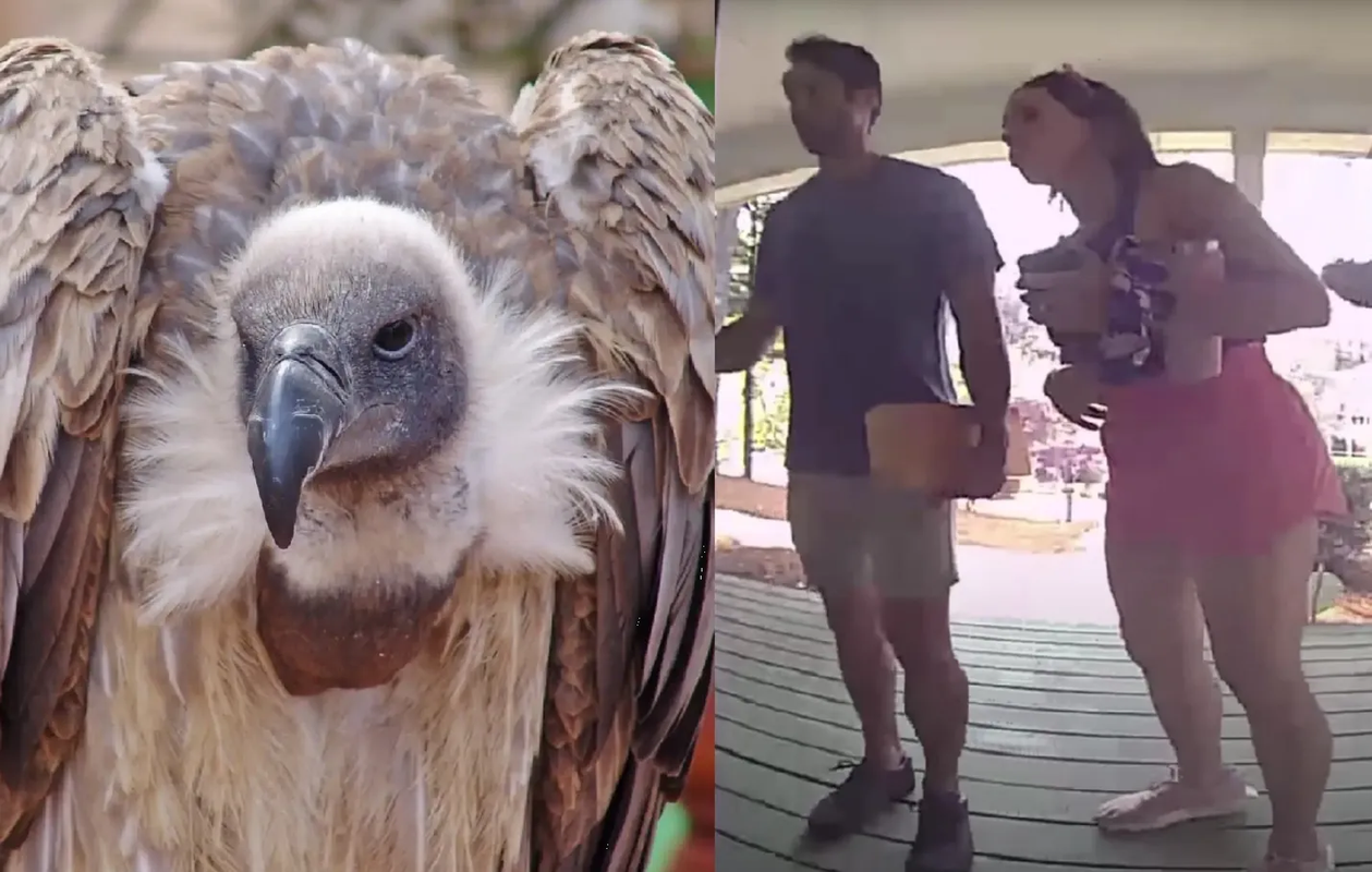 Mujer lucha con un buitre para recuperar su casa y se hace viral: video