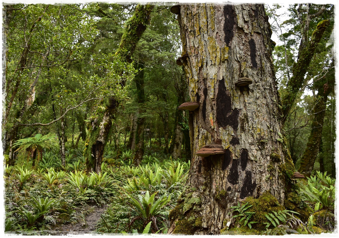 Fiordland NP: Humpridge Track (febrero 2021) - Escapadas y rutas por la Nueva Zelanda menos conocida (19)