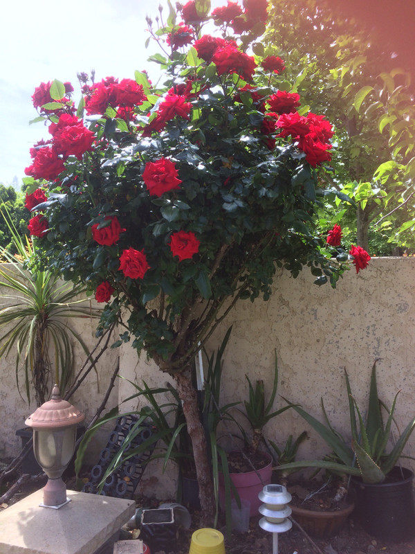 19FCF9FF-CAE3-45E2-A7E8-A10F24C89E58