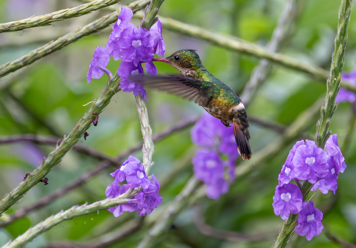 Zwartkuifkoketkolibri (Costa Rica, 2/2024) – Thematische achtergrond.