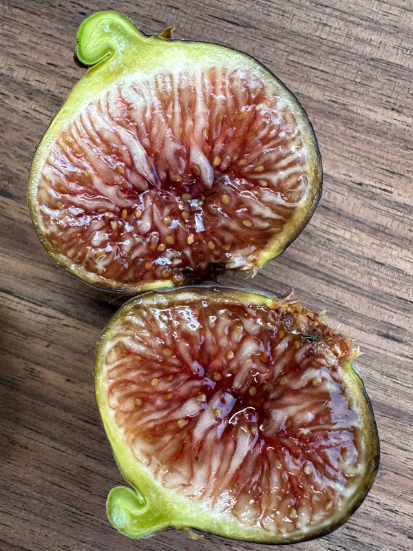 figs-52.jpg