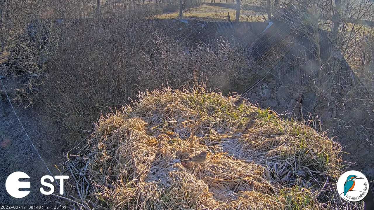 Baltie stārķi (Ciconia ciconia) Tukuma novadā - LDF tiešraide __ White storks in Tukums, Latvia 10-4