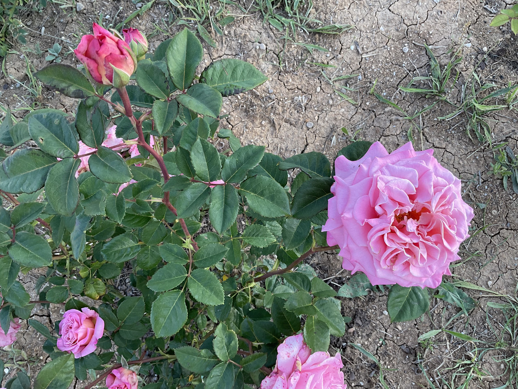 21D368EA-5BA3-483B-9D26-06616F4DCEE7