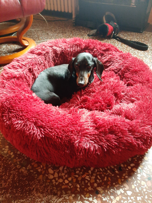 [Image: Ysatis-apr-s-la-promenade-Enfin-elle-est...-calme.jpg]