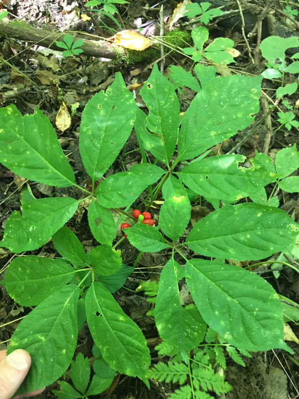 38A9CCA7-A139-4AAC-8BBB-85E4676BDC1D