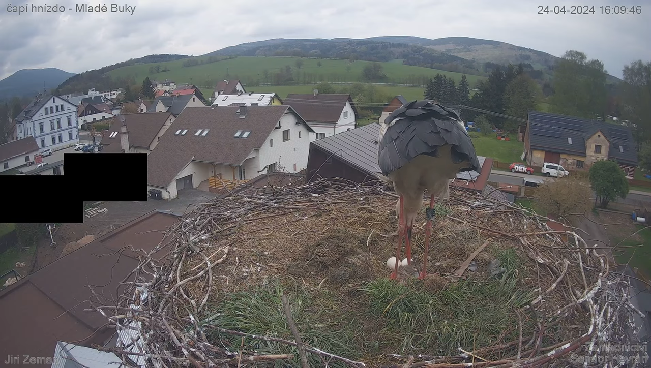 Živá kamera - Mladé Buky - čapí hnízdo 13-5-31 screenshot