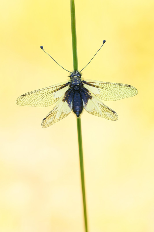 2025-06-01 12-02-15 (A,R4,S1)