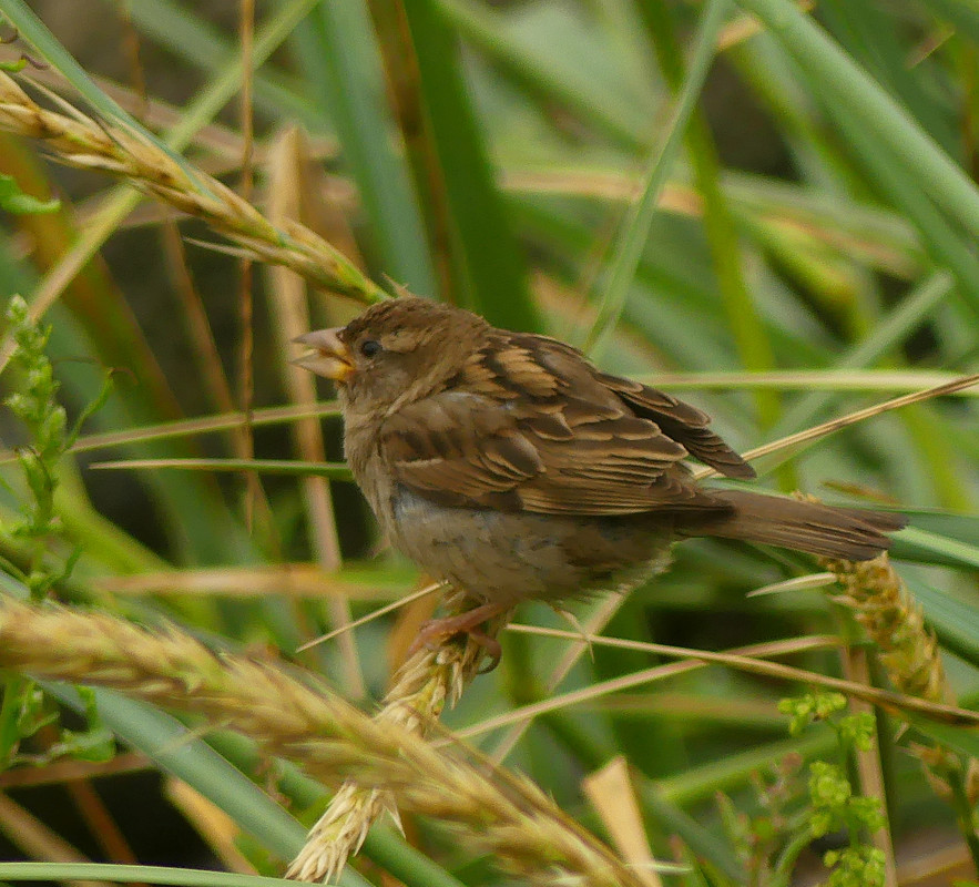 SPARROW 3 180724