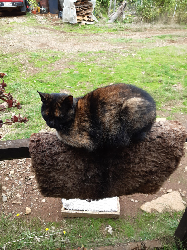 [Image: 20240326-170857.jpg]