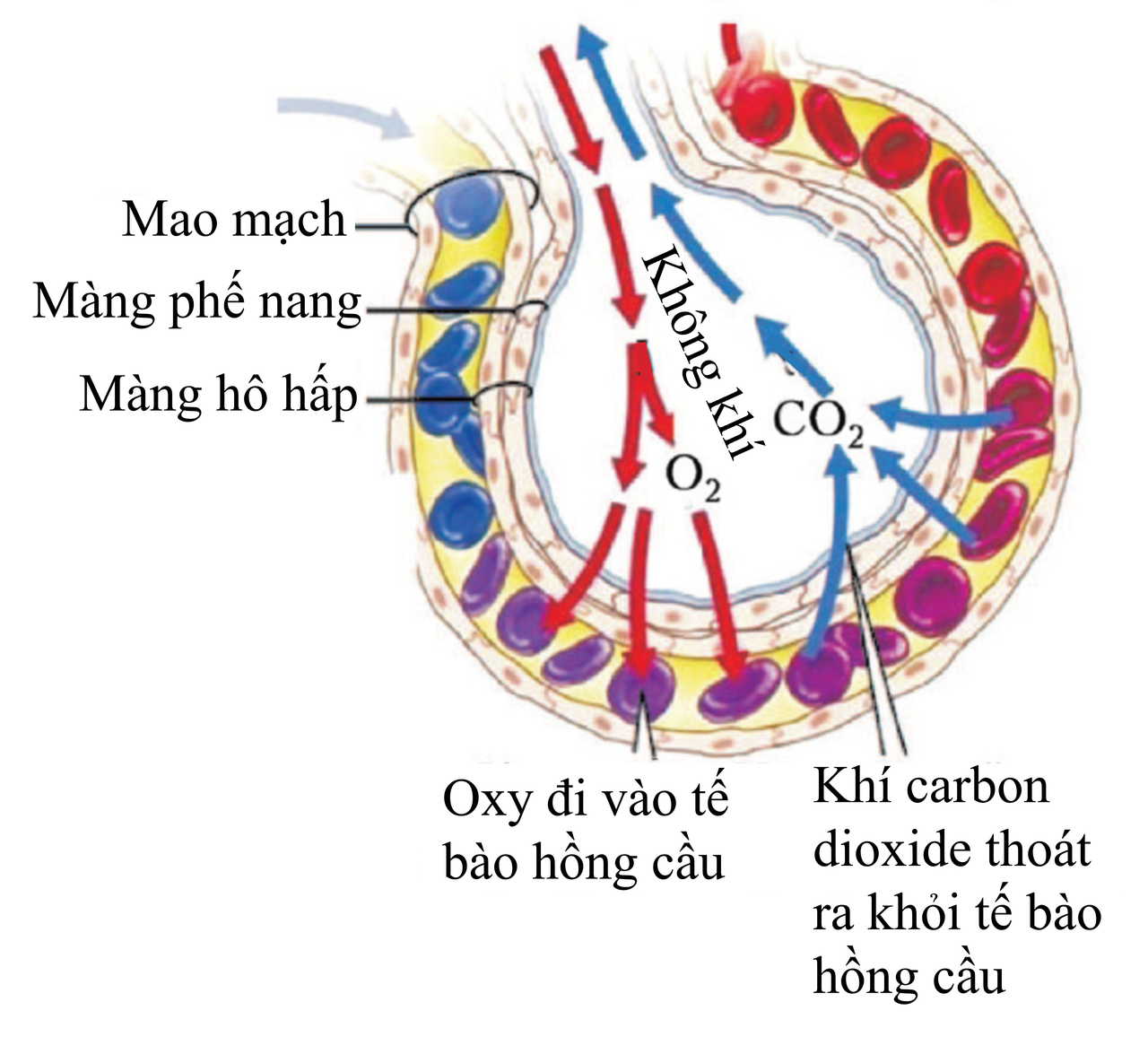 Sơ đồ phế nang và đường đi của O2/CO2