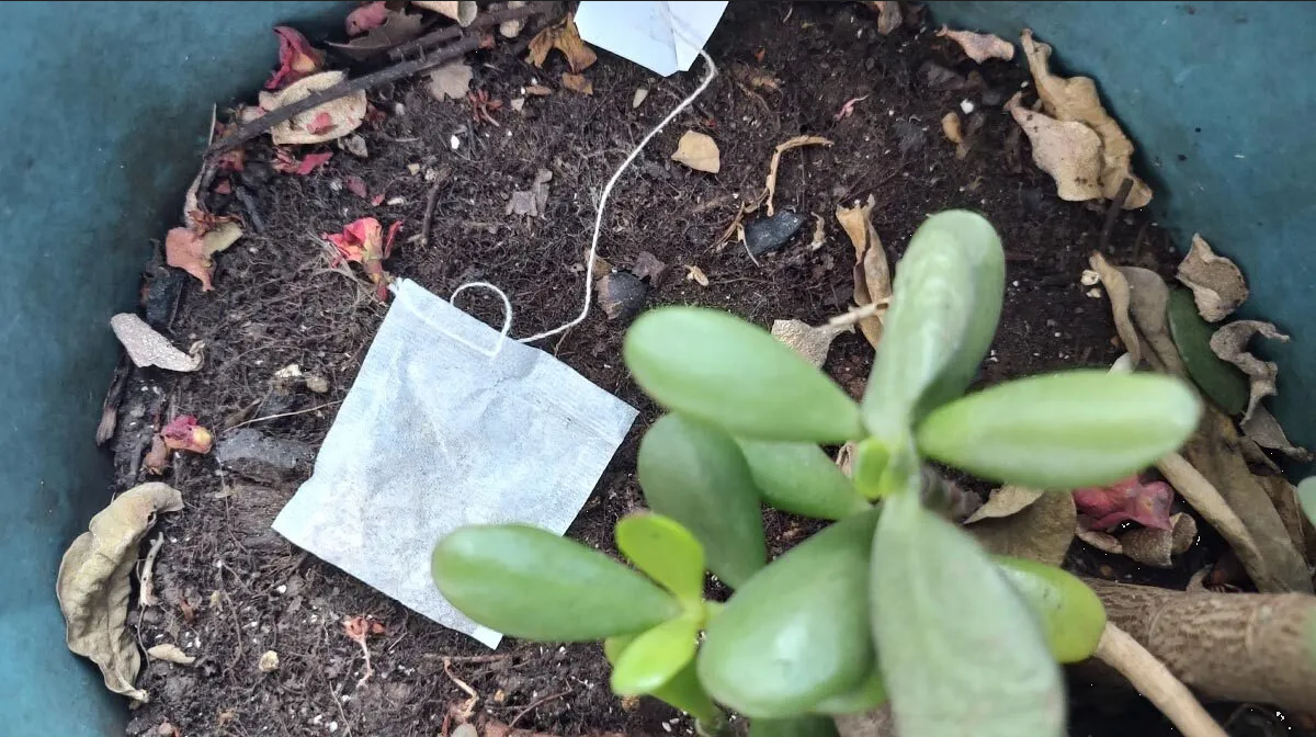 ¿Para qué sirve poner bolsas de té en las plantas? Estos son sus beneficios