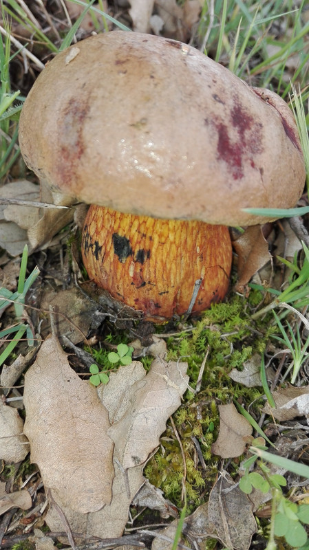 BOLETUS lÚRIDUS - copia