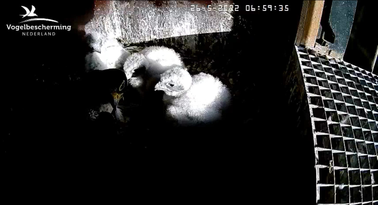 Amsterdam/Rijksmuseum screenshots © Beleef de Lente/Vogelbescherming Nederland - Pagina 9 Video-2022-05-26-070121-Moment-8