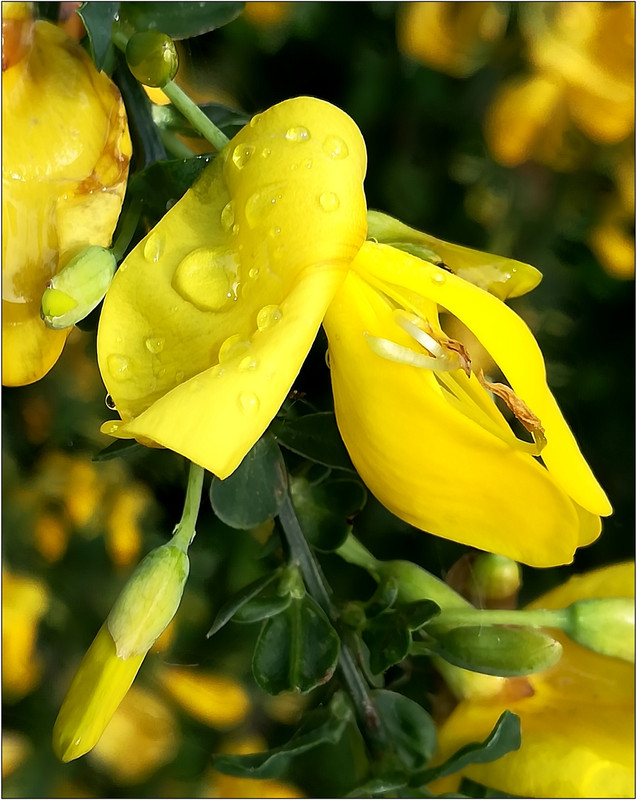 Jaune d'or & jaune citron IMG-20190427-090923