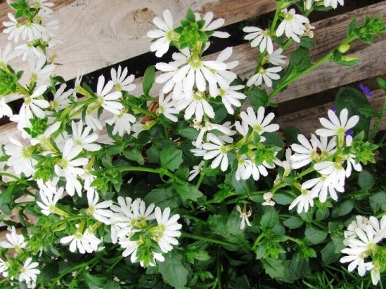 Интернет Магазин Семена Цветов Сцевола Купить