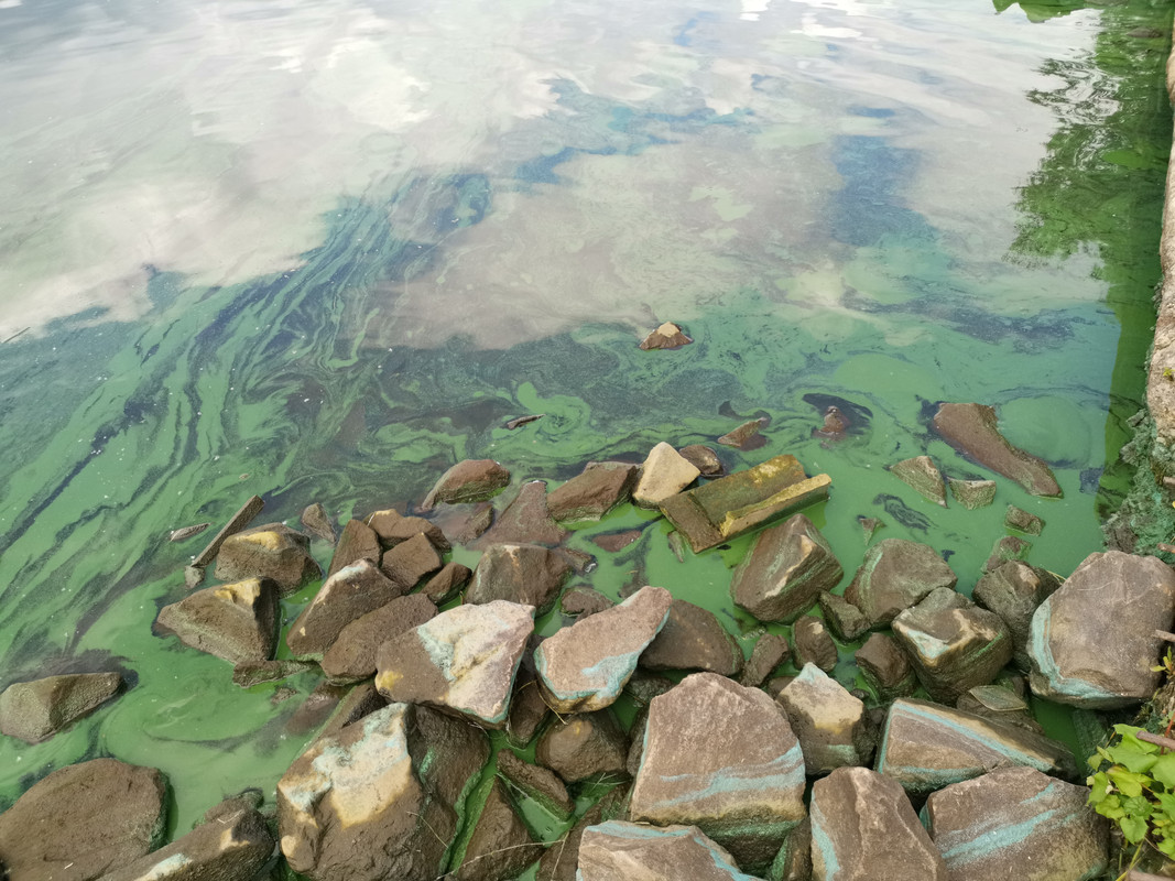 зеленая вода